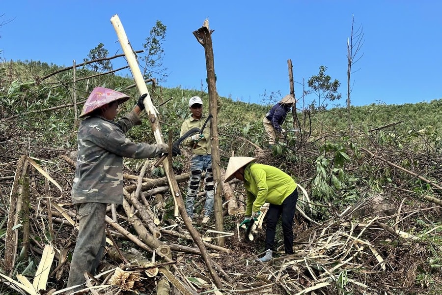 Quảng Ninh: Cảnh báo cháy rừng sau bão số 3