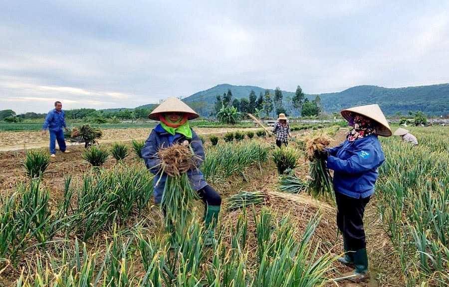 Hải Dương: “Thủ phủ” hành, tỏi lớn nhất miền Bắc vào vụ