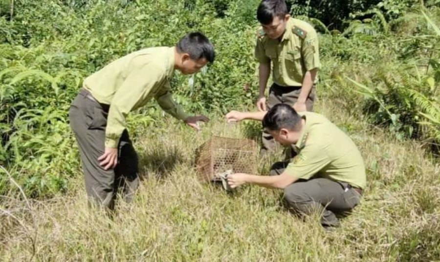 Nghệ An: Thả cá thể Cầy Vòi hương về tự nhiên tại Khu BTTN Pù Hoạt