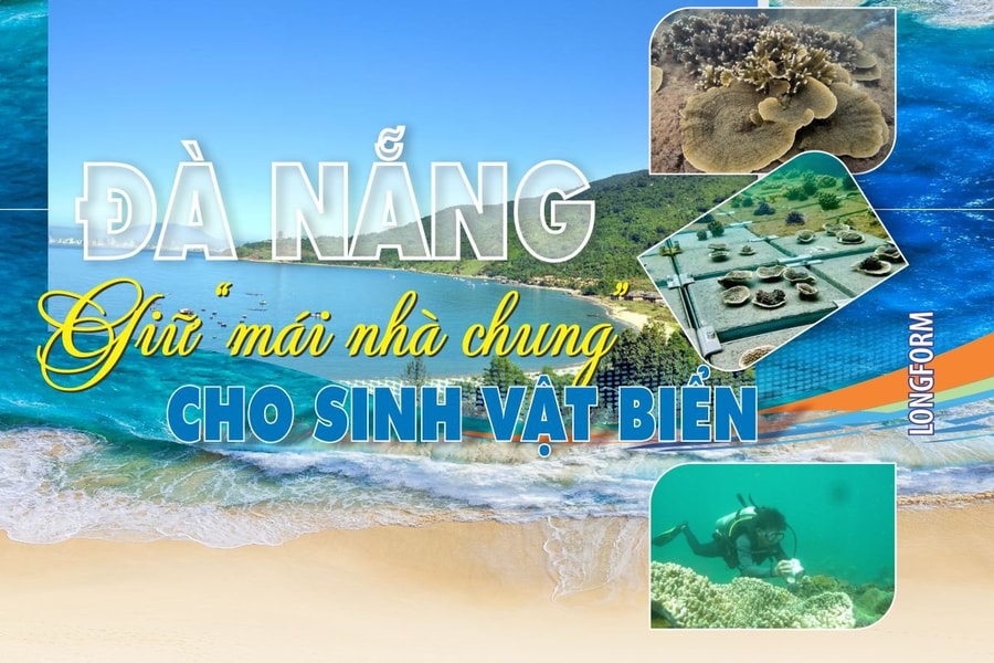 Đà Nẵng: Giữ “mái nhà chung” cho sinh vật biển