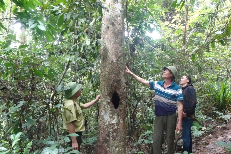 Nguồn thu từ "bán không khí", tạo động lực cho người dân giữ rừng