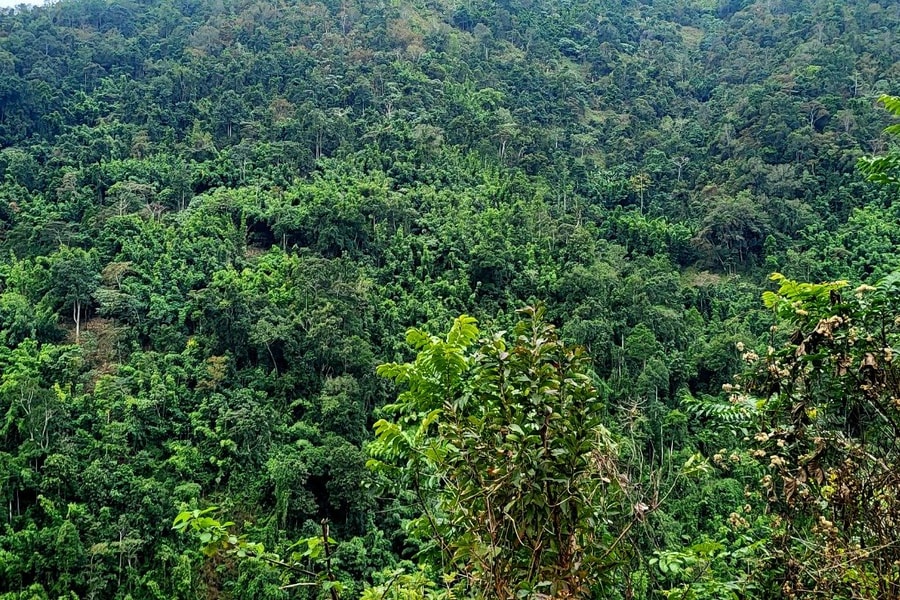 Than Uyên (Lai Châu) ấm no từ những cánh rừng