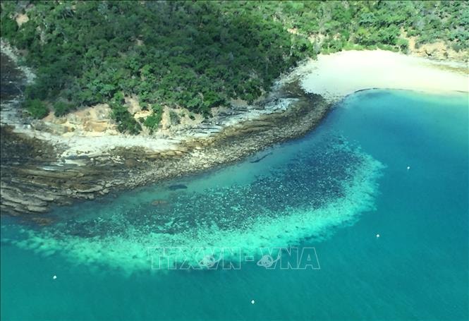 Rạn san hô Great Barrier đối mặt với tình trạng san hô chết hàng loạt tệ nhất trong lịch sử