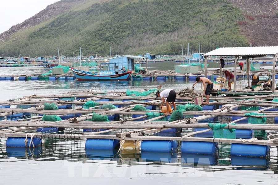 Phát triển ngành nuôi trên biển hướng đến xuất khẩu bền vững