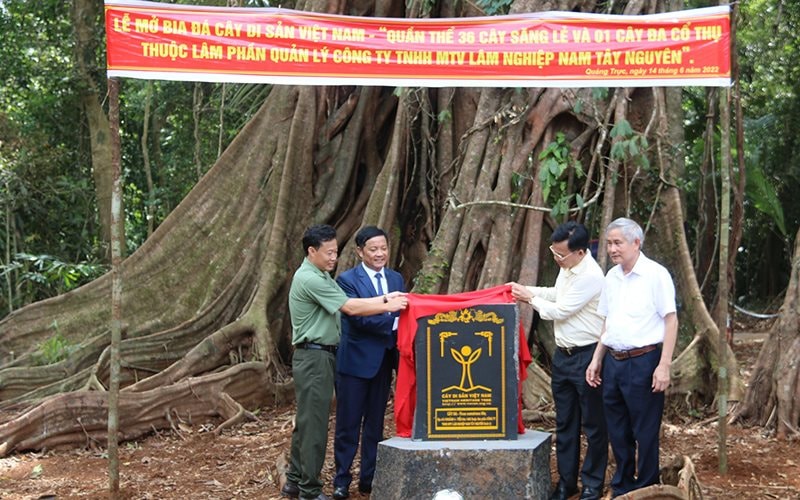 Công ty TNHH MTV Lâm nghiệp Nam Tây Nguyên: Chú trọng công tác quản lý, bảo vệ rừng