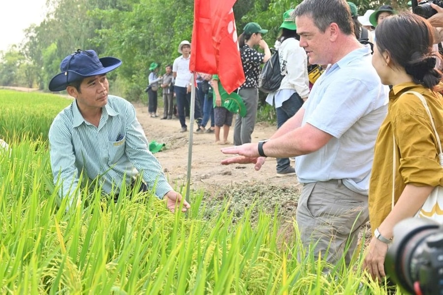 Trồng lúa giảm phát thải, 8 doanh nghiệp gạo được thưởng gần 3,2 tỷ đồng