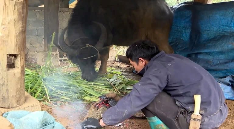 Lai Châu chủ động biện pháp phòng chống đói rét cho đàn gia súc