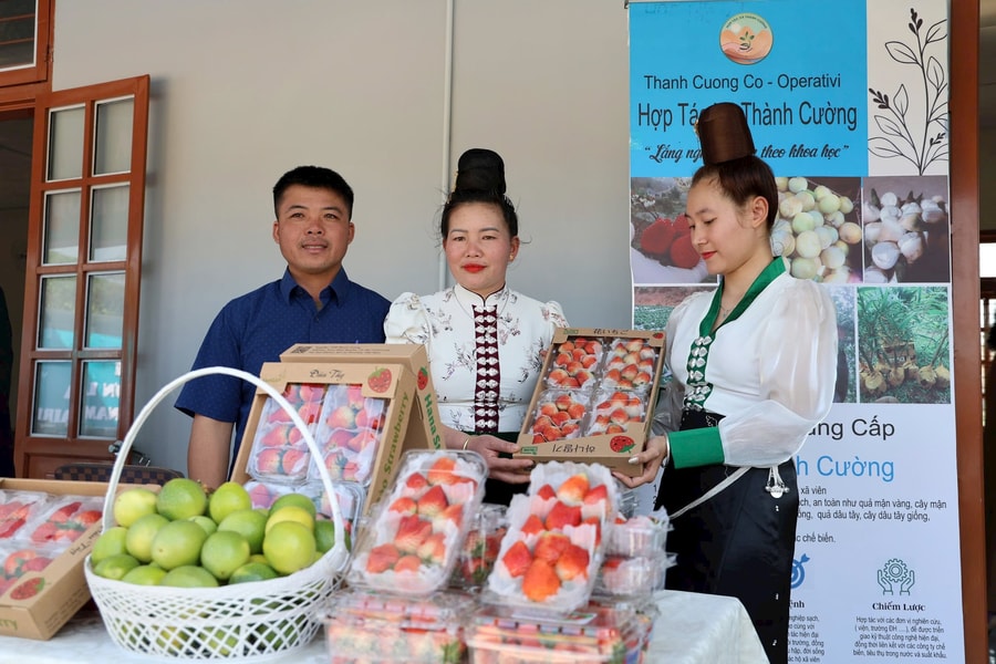 Sơn La khởi hành đưa quả dâu tây trên các chuyến bay của Vietnam Airlines