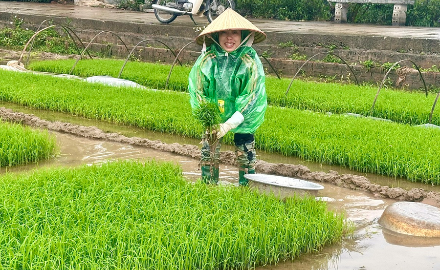 Thanh Oai (Hà Nội): Nông dân hối hả vào vụ gieo cấy xuân