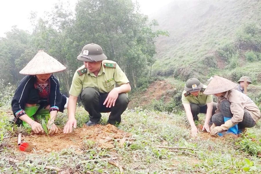 Tuyên Quang phấn đấu trồng mới 10.500 ha rừng