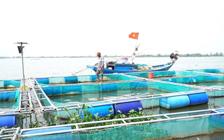 Quảng Nam: Hàng trăm tấn cá lồng bè trên sông Thu Bồn bị chết bất thường