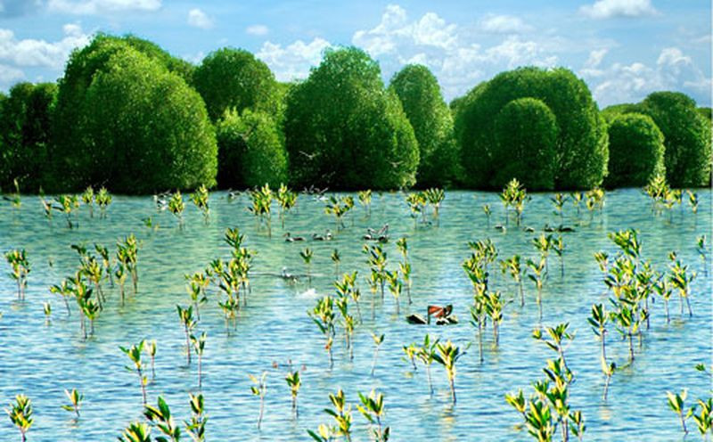 Đề xuất thành lập mạng lưới các khu Ramsar Việt Nam